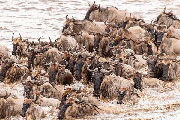 Africa-Tanzania-Serengeti National Park Wildebeests crossing Mara River